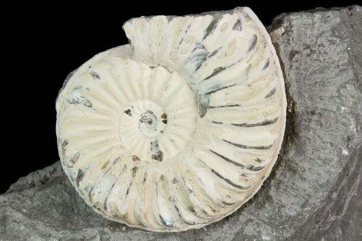 Ammonite (Pleuroceras) Fossil in Rock - Germany #125420